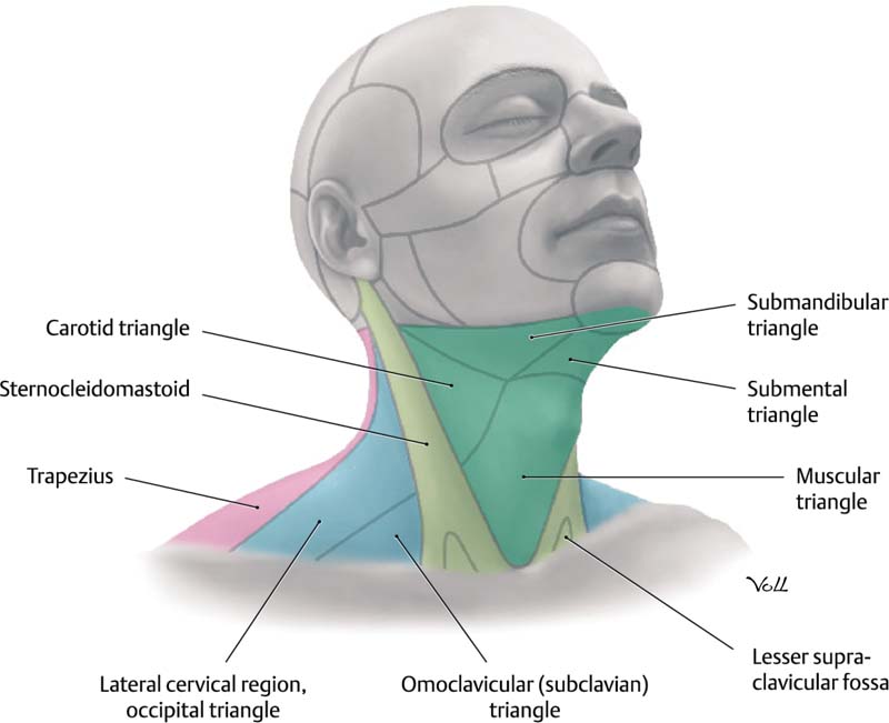 The Anatomy and Physiology of the Neck | Plastic Surgery Key
