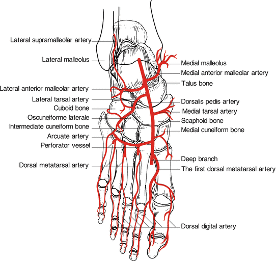 medial-malleolus-fracture-causes-symptoms-treatment-recovery-time-diagnosis