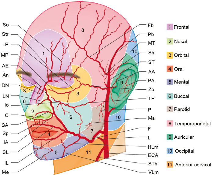 Arteries Of The Face And Neck Plastic Surgery Key