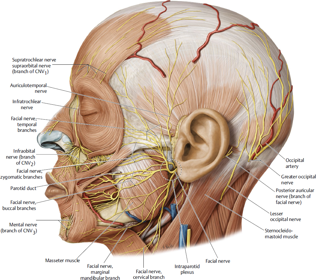 Nerve and facial nerve