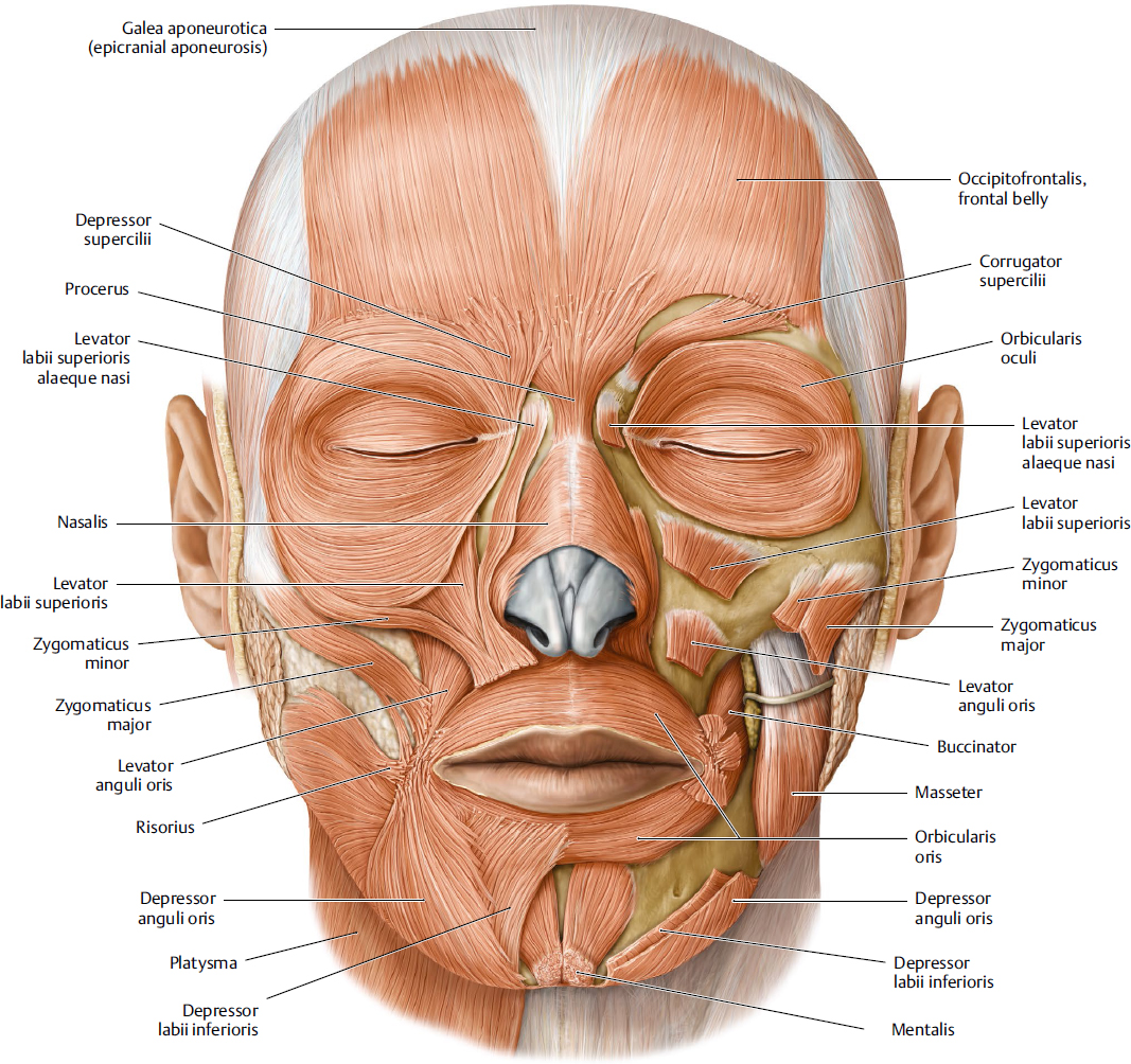 Mimetic Muscles Plastic Surgery Key