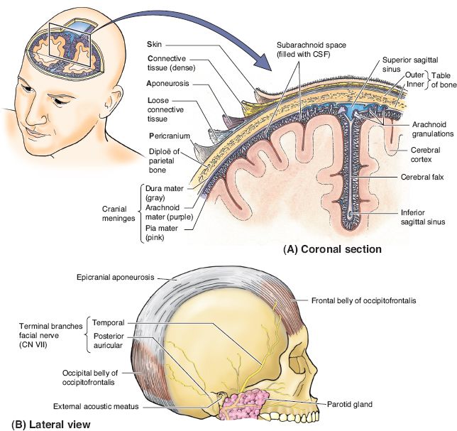 Scalp and Calvarial Reconstruction | Plastic Surgery Key