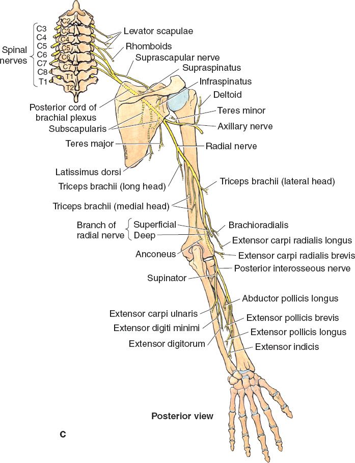 Nerve Injuries, Compression Syndromes, and Tendon Transfers | Plastic
