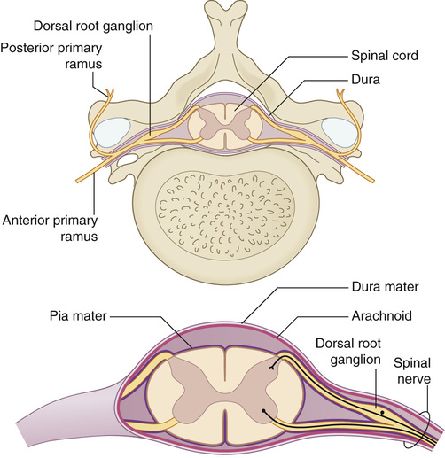 Peripheral Nerve Injuries, Brachial Plexus, and Compression