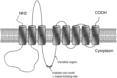 A332726_1_En_2_Fig3_HTML.gif