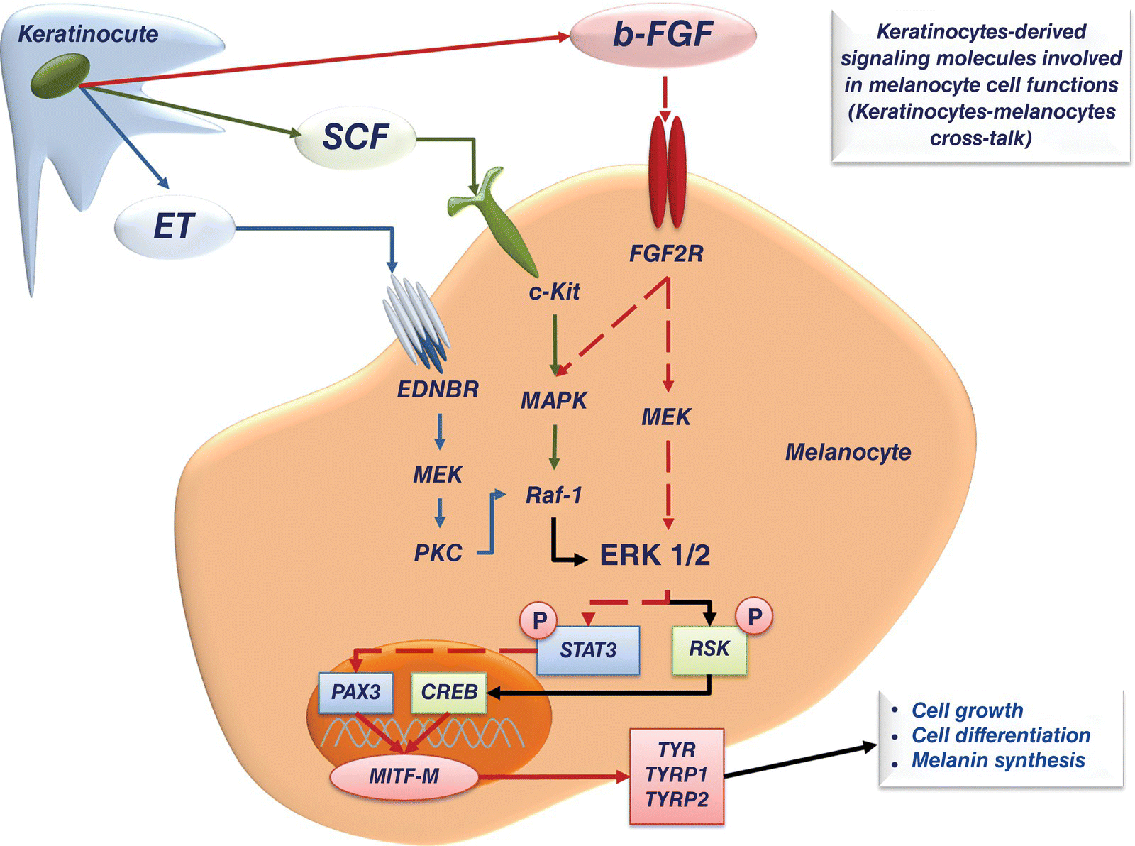 Image described by caption and surrounding text.