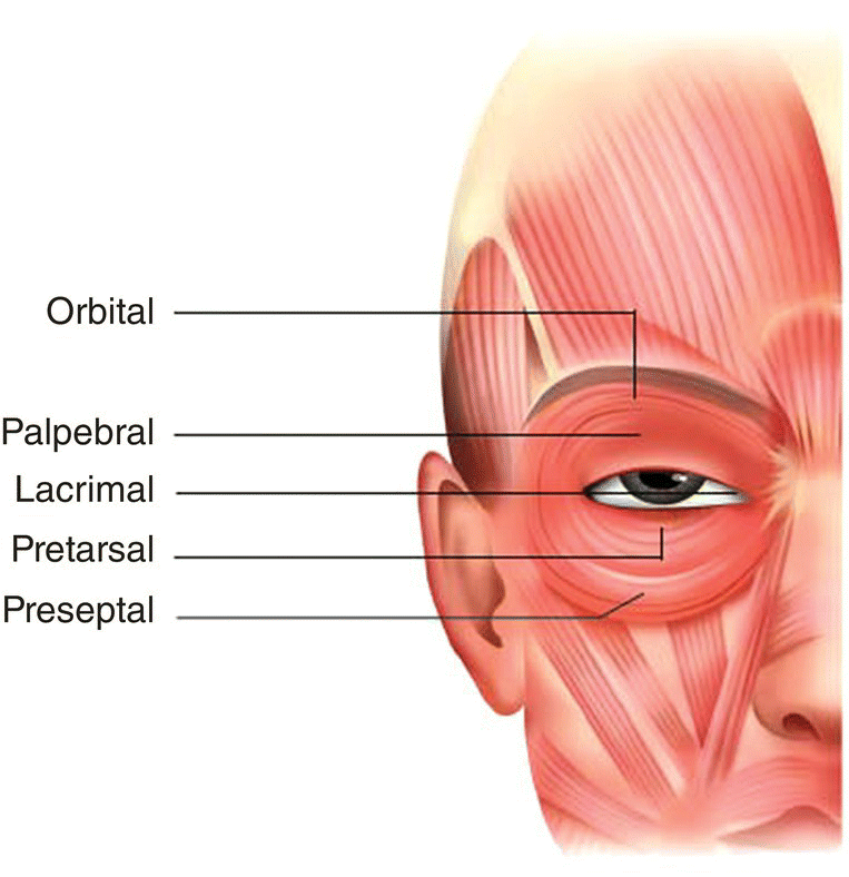 Anatomy of orbicularis oculi muscle with lines indicating orbital, palpebral, lacrimal, pretarsal, and preseptal.