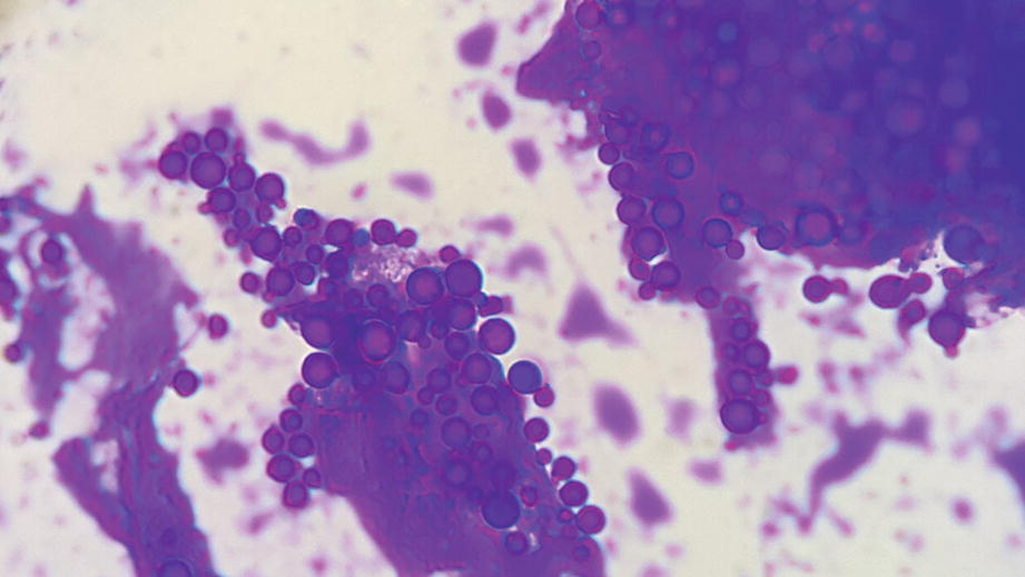 ../images/440271_1_En_12_Chapter/440271_1_En_12_Fig1_HTML.jpg