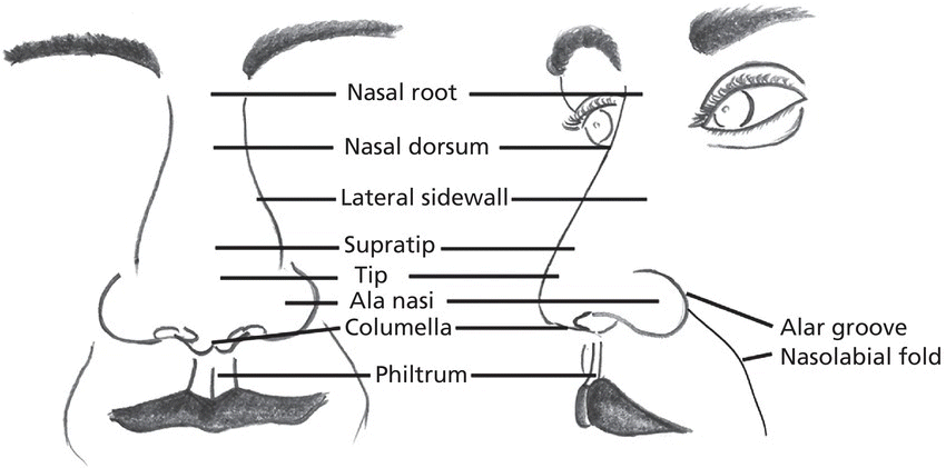 Diagram displaying the cosmetic units of the nose in anterior (left) and lateral (right) view. Lines indicate the nasal root, nasal dorsum, lateral sidewall, supratip, tip, ala nasi, columella, philtrum, etc.