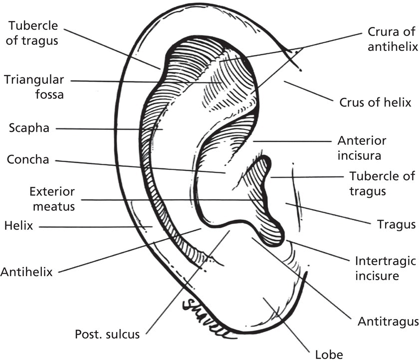 Diagram displaying the anatomy of the ear with lines marking the tubercle of tragus, triangular fossa, scapha, concha, crura of antihelix, helix, exterior meatus, anterior incisura, lobe, antitragus, etc.