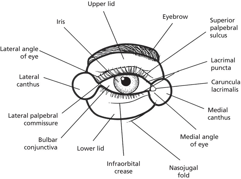 Diagram displaying the cosmetic units of the eye with lines marking the iris, upper lid, eyebrow, lateral angle of eye, lateral canthus, lower lid, medial canthus, caruncula lacrimalis, lacrimal puncta, etc.