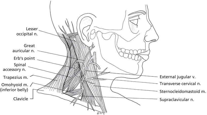 Diagram displaying anatomy of the neck with lines marking the lesser occipital nerve, great auricular nerve, external jugular vein, transverse cervical nerve, supraclavicular nerve, trapezius muscle, etc.