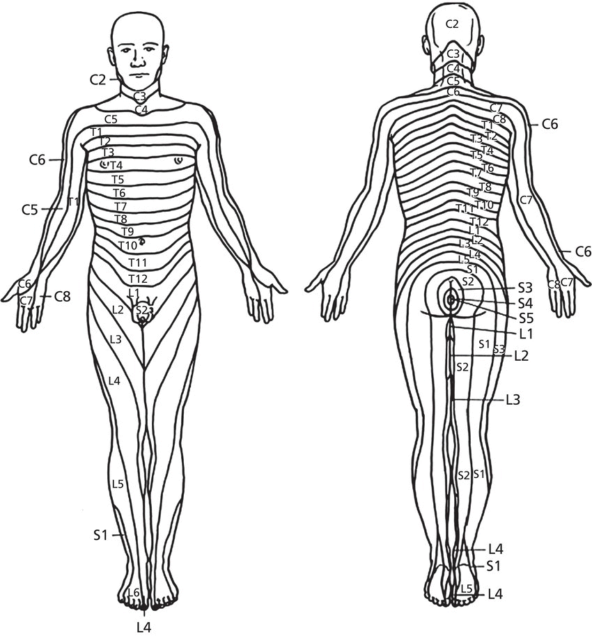 Front and back views of the human body depicting the dermatomal distribution of sensory nerves, with C2, C3, C4, C5, C6, T1, T2, T3, T4, T5, T6,T7, T8, T9, T10, T11, T12, L1, L2, L3, L4, L5, etc. being marked.