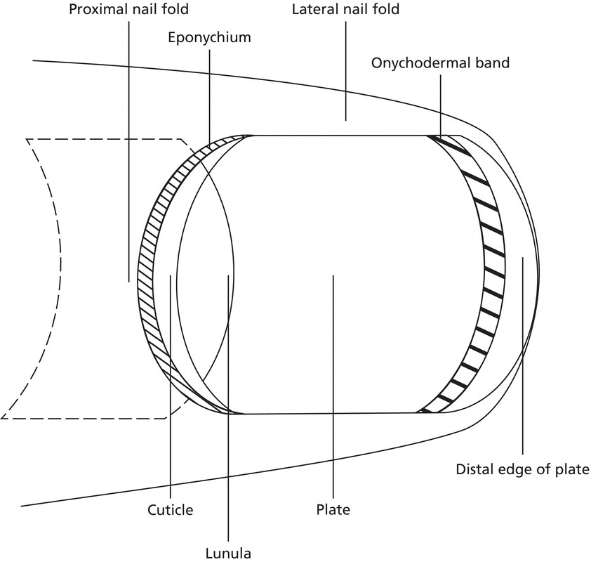 Diagram displaying the anatomy of the nail with lines marking the distal edge of plate, plate, lunula, cuticle, proximal nail fold, eponychium, lateral nail fold, and onychodermal band.