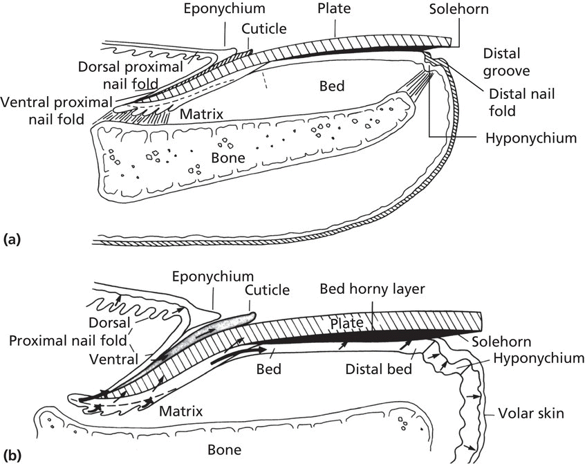 Top: Diagram of a fingernail with plate, bed, solehorn, distal nail fold hyponychiyum, matrix, etc. being marked. Bottom: Diagram of a toe nail with eponychium, plate, bed horny layer, volar skin, etc. being marked.