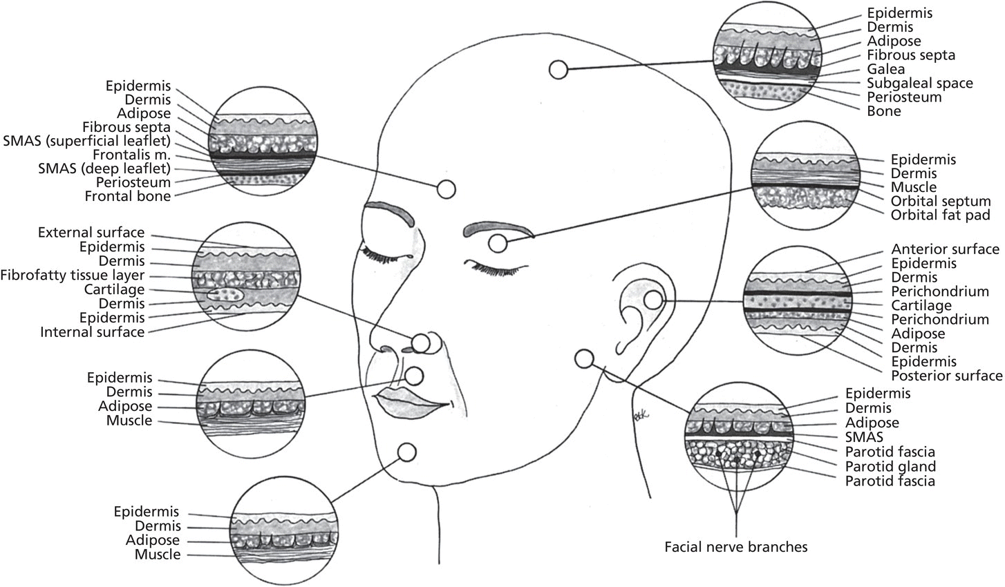 Diagram displaying a human head with circle markers on the head, forehead, eyelids, nose, philtrum, ears, chin, and cheek. Each part has a corresponding magnified view (detailed).