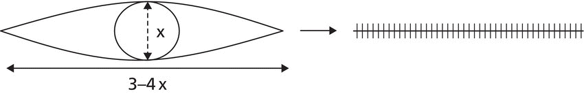 Schematic of an eye with length of 3–4 x (depicted by a horizontal two-headed arrow) and diameter of x (depicted by a vertical two-headed arrow). At the right is a horizontal line with short vertical lines.