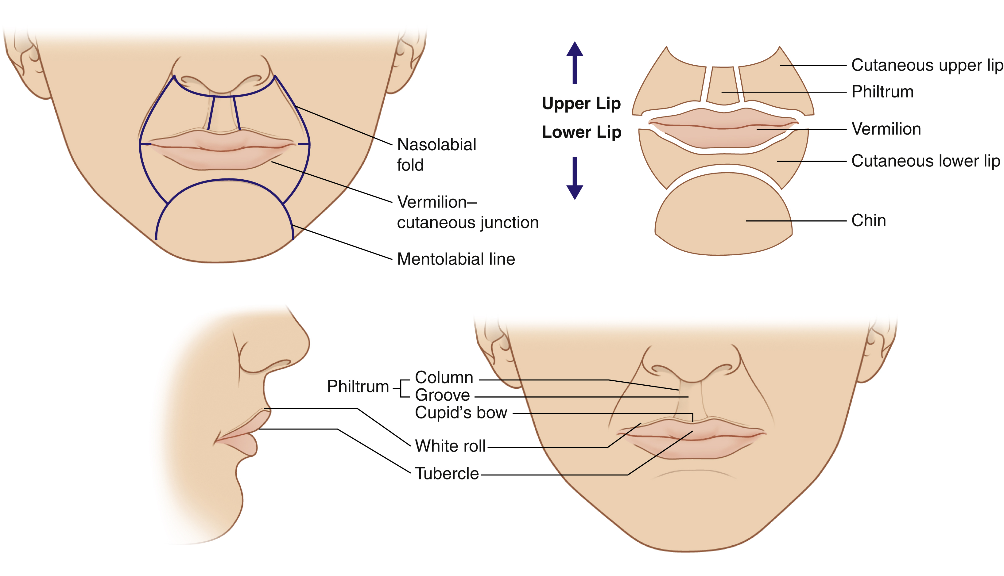 Upper Lip Anatomy Diagram Upper Lip Anatomy Diagram