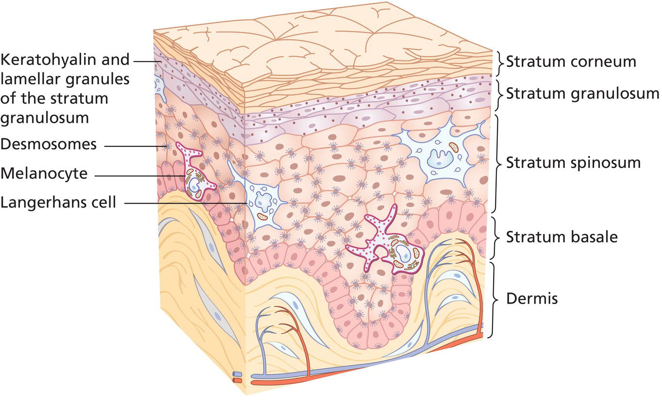 Schematic illustration of the epidermis indicating the different layers of the epidermis and other structural components of the epidermal barrier.