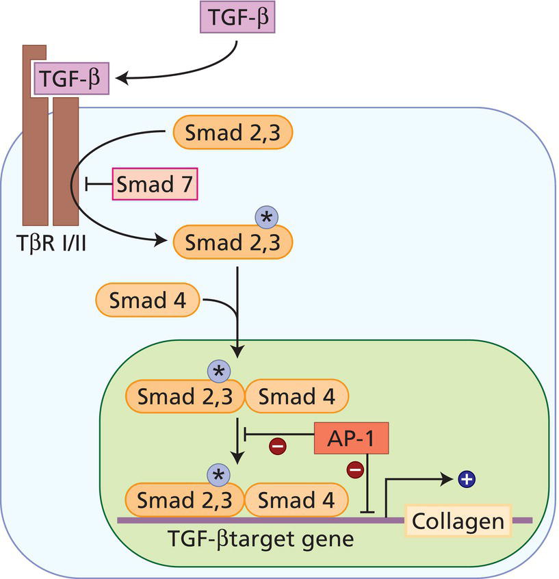 Schematic illustration of the regulation of procollagen production: the TGF-β/Smad signaling pathway.