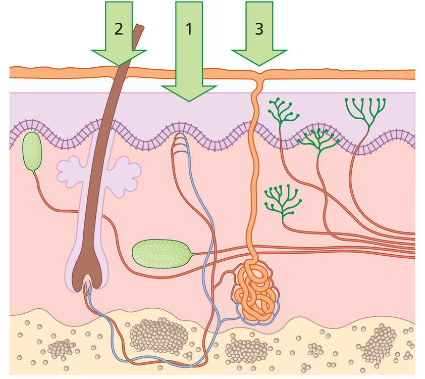Schematic illustration of possible pathways for a penetrant to cross the skin barrier. (1) Across the intact horny layer; (2) through the hair follicles with the associated sebaceous glands; or (3) via the sweat glands.