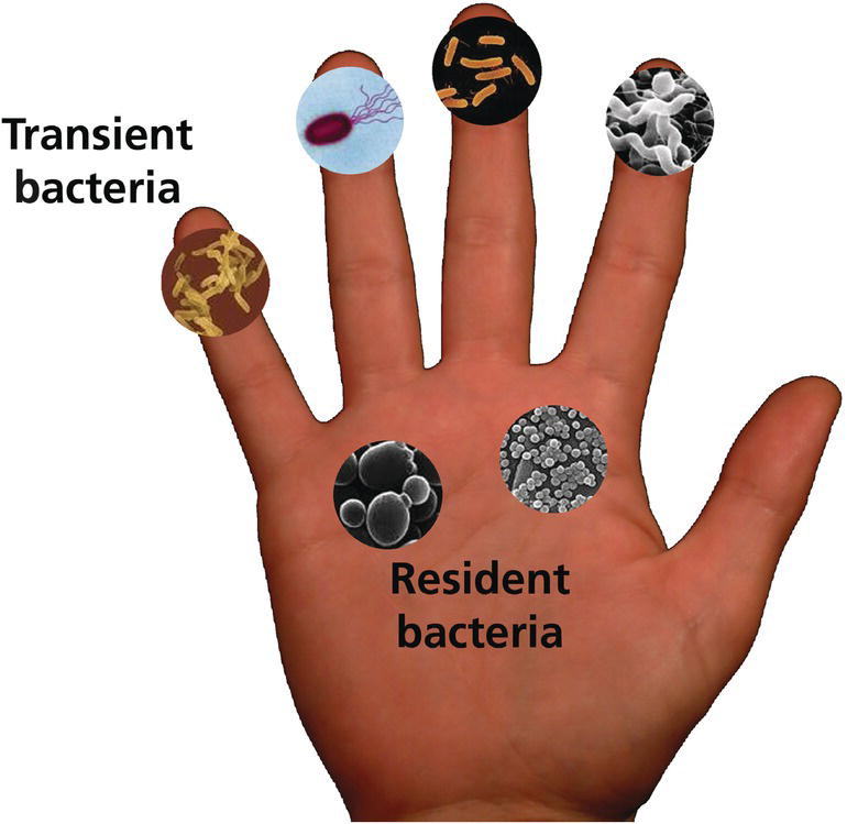 Schematic illustration of the common microbiota of the hand.