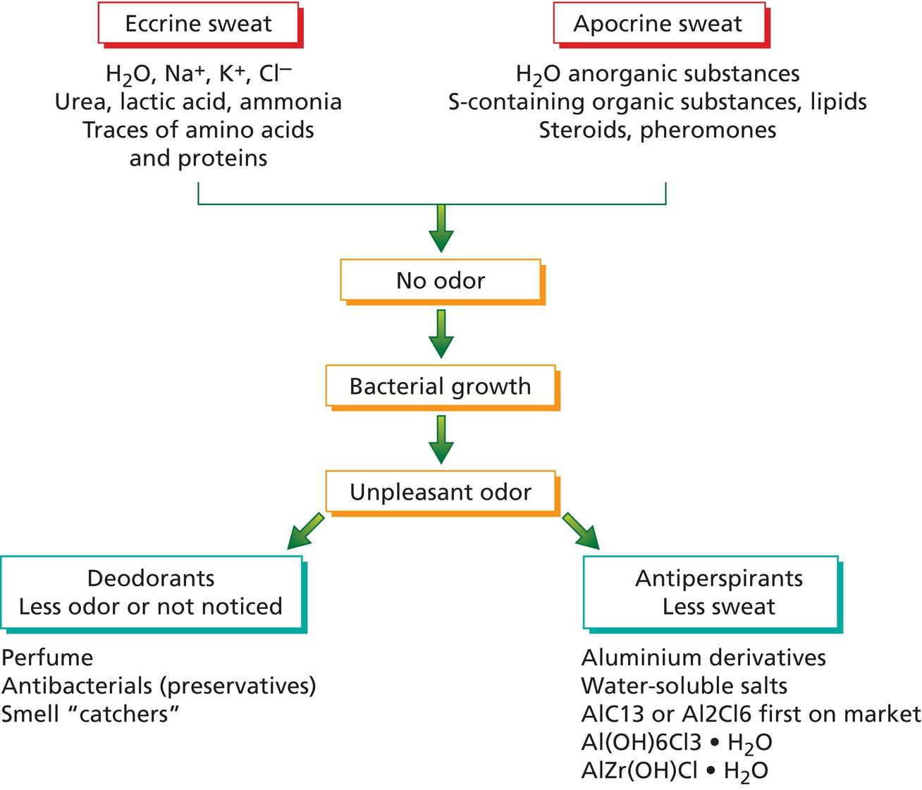 Schematic illustration of underarm sweat gland mechanism.