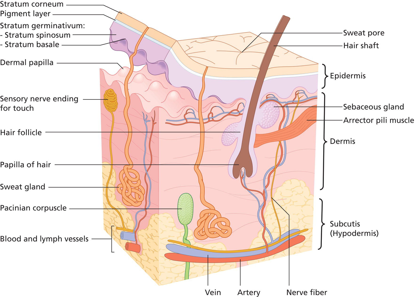 Schematic illustration of cross-section of skin and sweat glands.