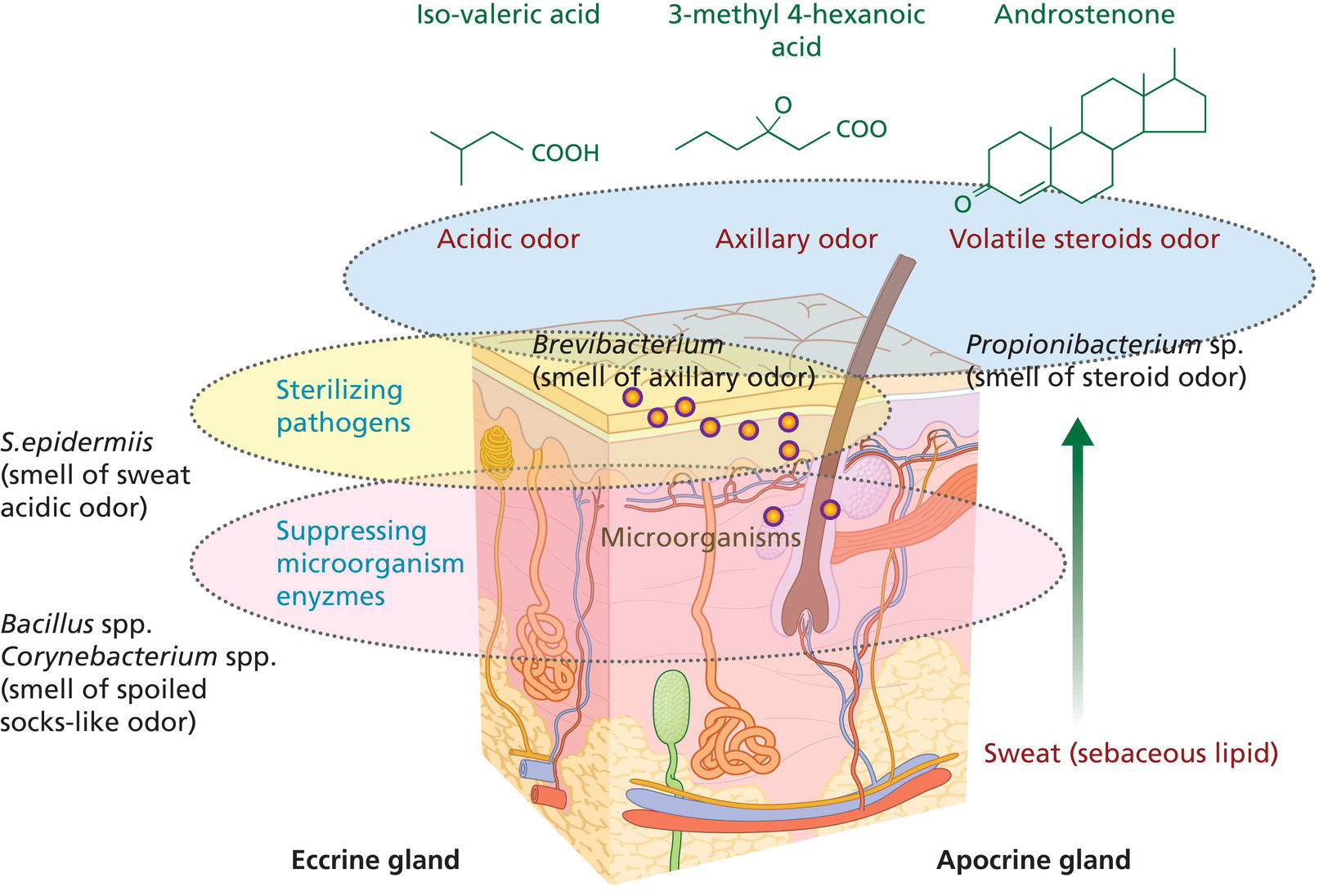 Schematic illustration of sweat metabolism cycle.