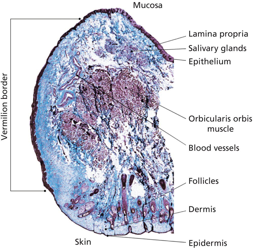 Schematic illustration of lip histology.