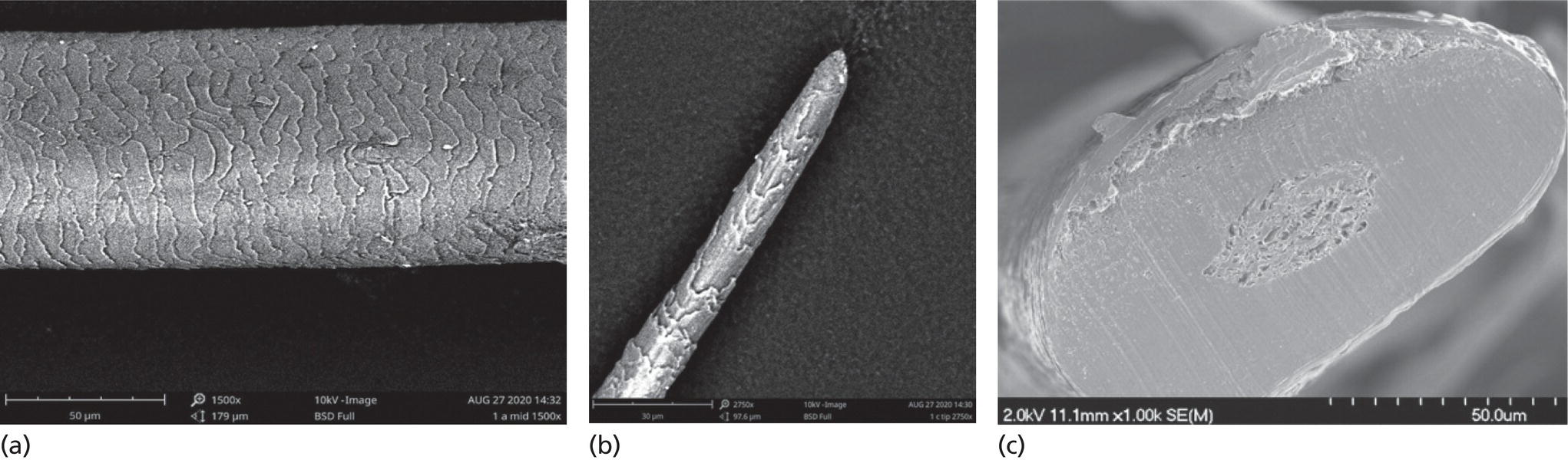 Photos depict eyelash SEM images. (a) The shaft of the eyelash is composed of overlapping cuticle cells, which taper to (b) a fine tip. (c) The cross section may appear circular or elliptical.