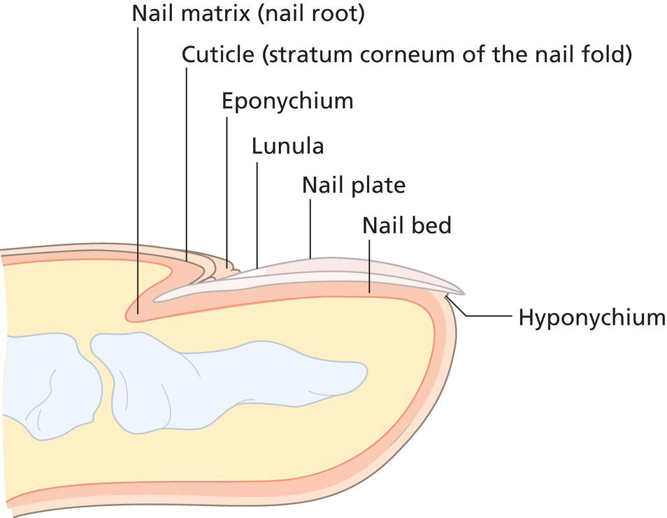 Schematic illustration of diagram of the nail unit.