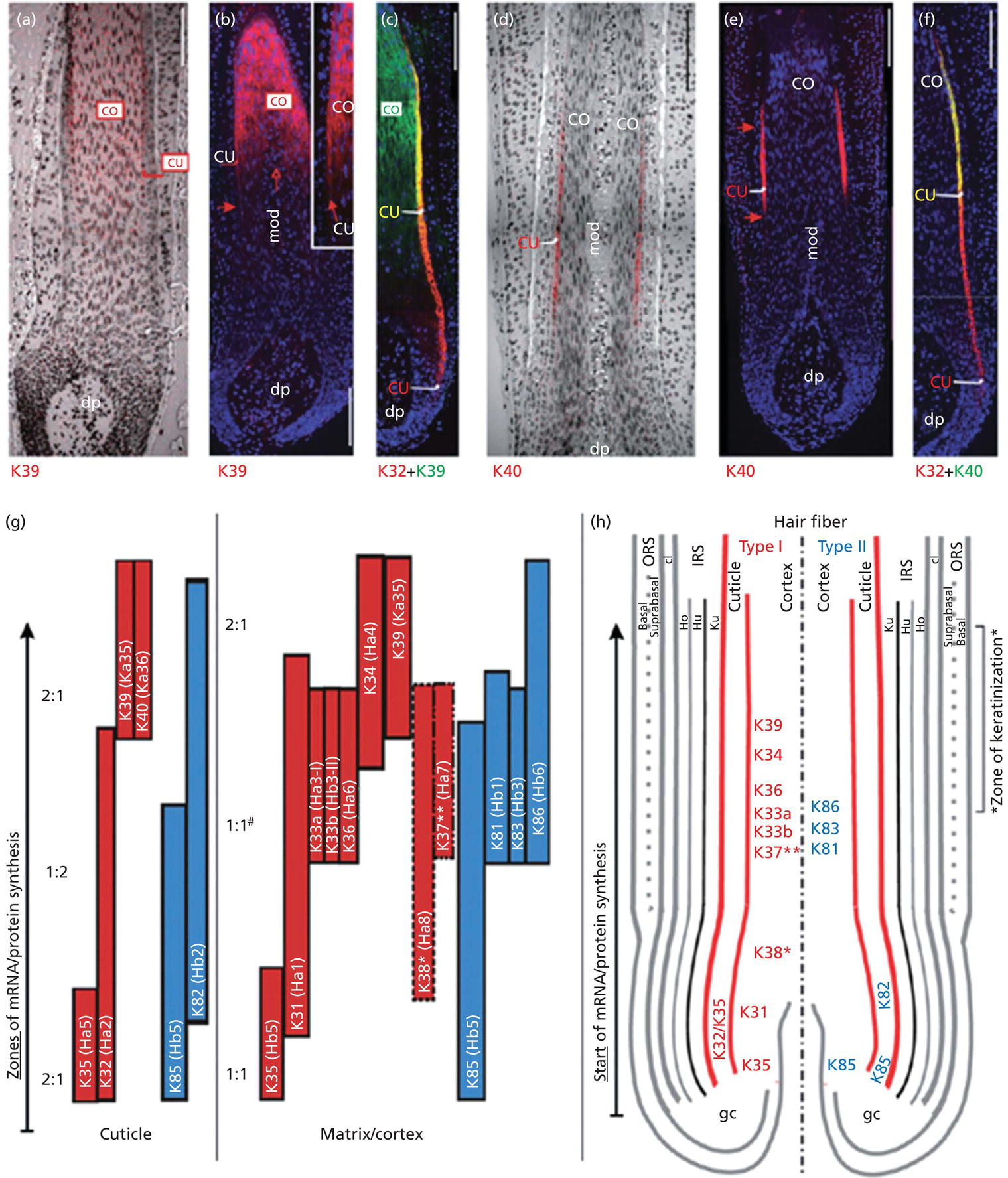 Schematic illustration of not quite sure how this is handled. The figure below from this journal is the one we would like to use. Do I need to come up with a new legend or can we use what is available and just acknowledge? The article and pictures are all readily available.
