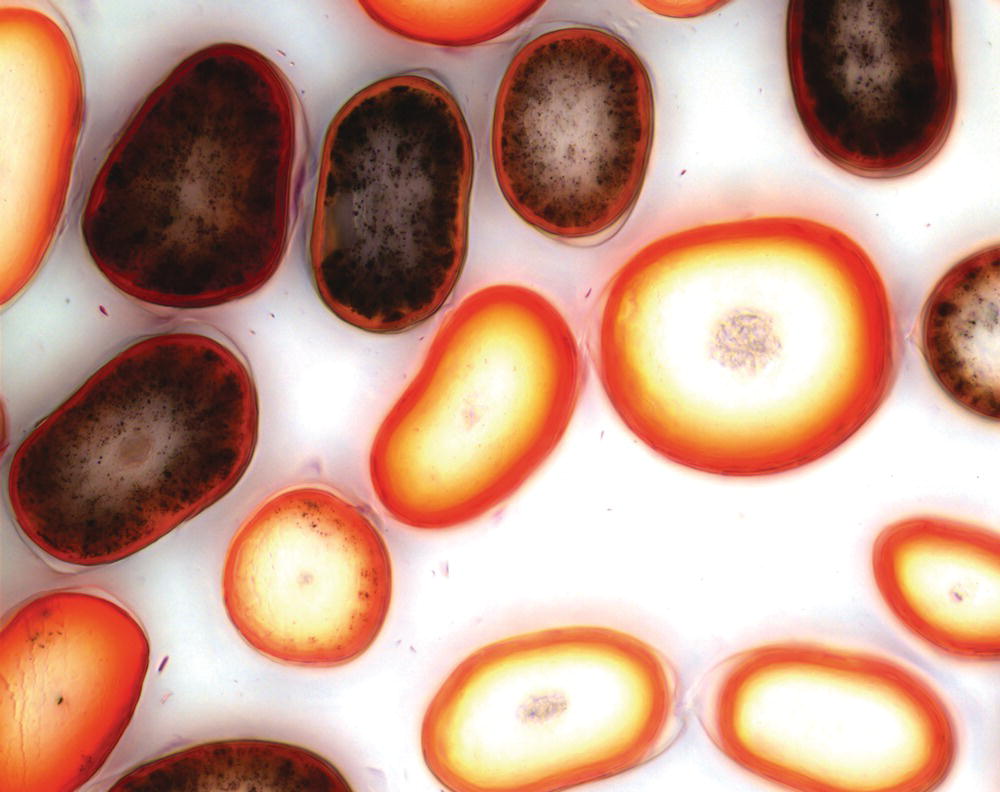 Schematic illustration of hair cross-section showing color penetration after semi-permanent dyeing.