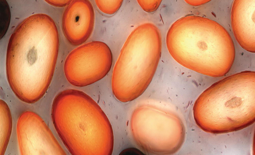 Schematic illustration of hair cross-section showing color penetration after demi-permanent dyeing.