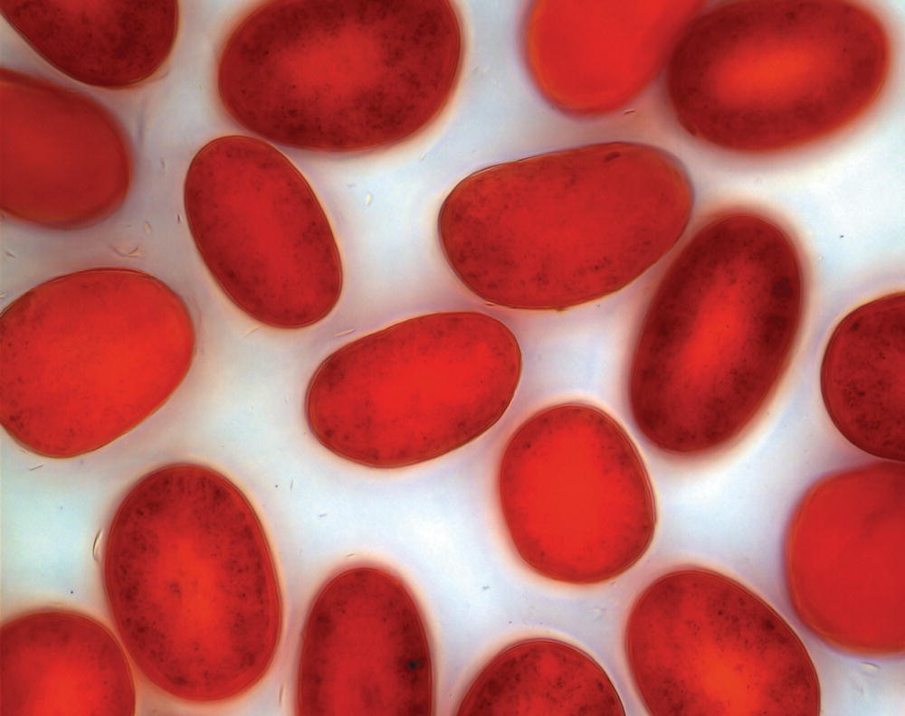 Schematic illustration of hair cross-section showing color penetration after permanent dyeing.