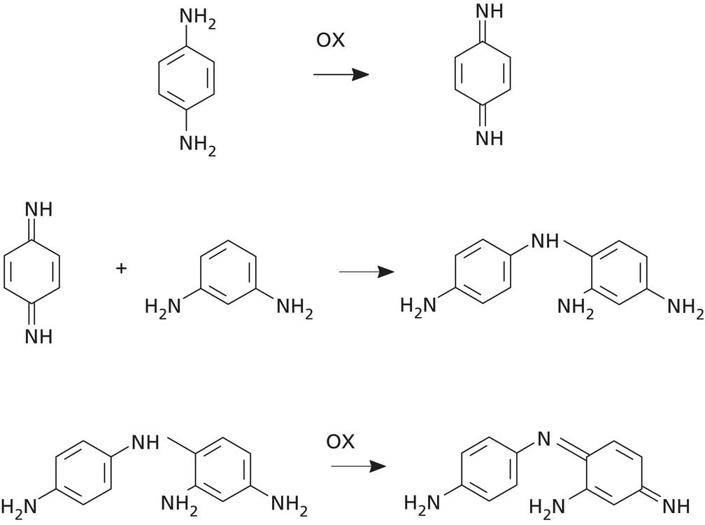Schematic illustration of the three main steps in oxidative dye formation.