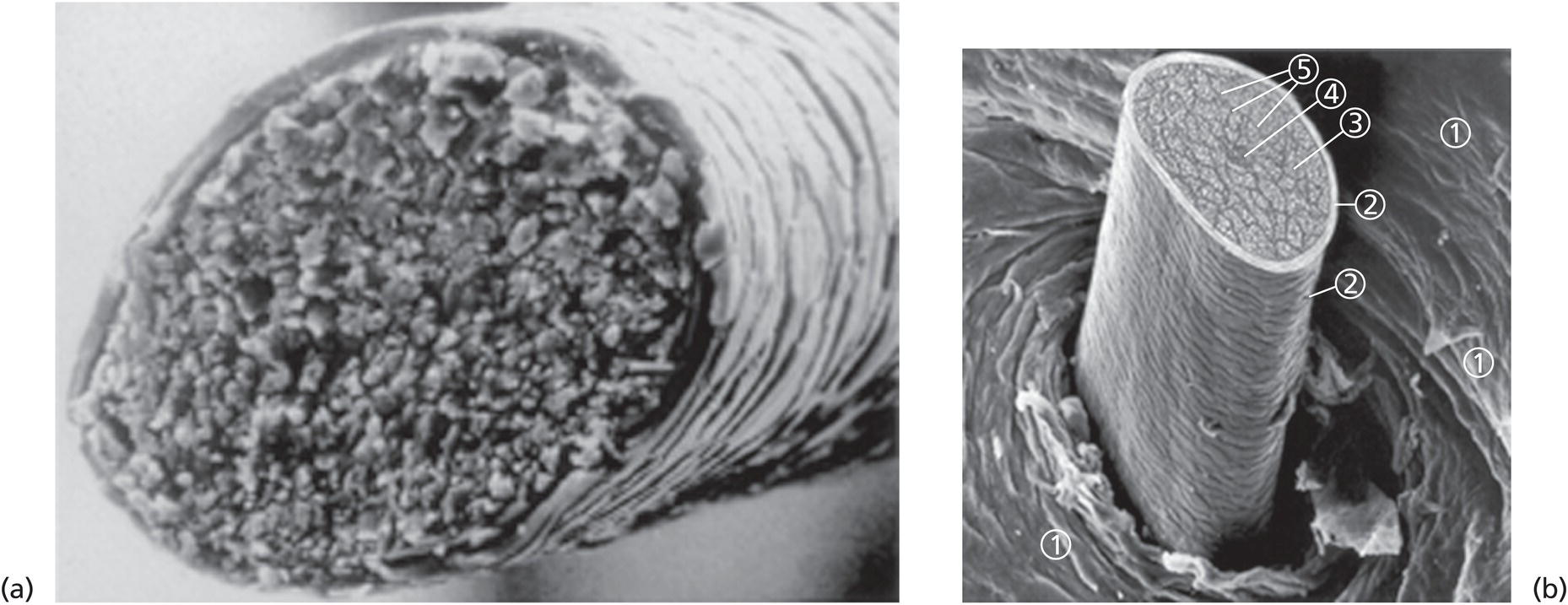 Schematic illustration of (a) The fracture plane of a hair fiber clearly shows the composite of a fibrillar core with flattened cuticle cell coating (SEM × 1420). (b) Just emerging hair: 1, scalp surface; 2, cuticle pattern of hair fiber surface; 3, interior of the hair with cortical cells; 4, medullary cells; 5, cell membrane.
