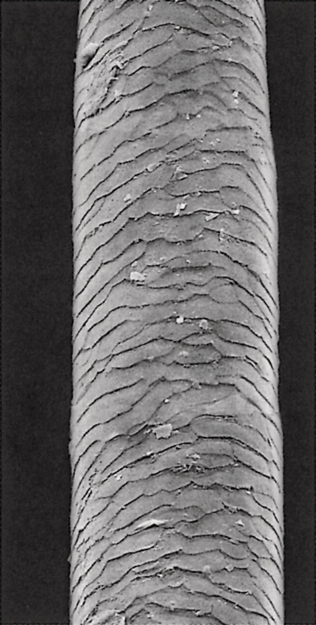 Schematic illustration of the intact cuticle pattern of the hair fiber near the scalp (SEM × 800).