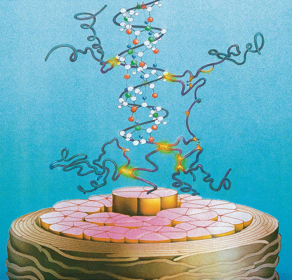 Schematic illustration of coiled (alfa-helical) and amorphous molecules of hair proteins are cross-linked by disulfide bonds inside the cortical cells. Helical proteins are stabilized by hydrogen bonds.