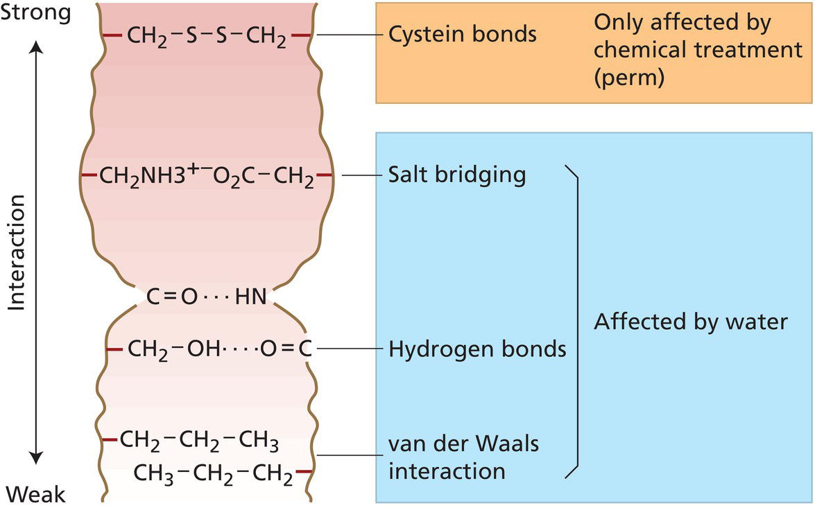 Schematic illustration of mechanisms to stabilize hair structure and shape via keratin chain interactions.