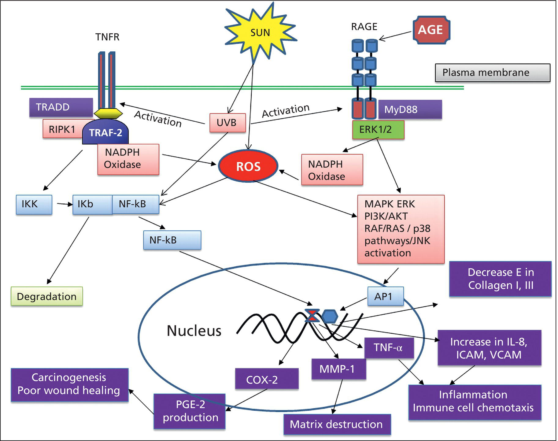 Schematic illustration of inflammatory signaling pathways activated by ROS and by RAGE.