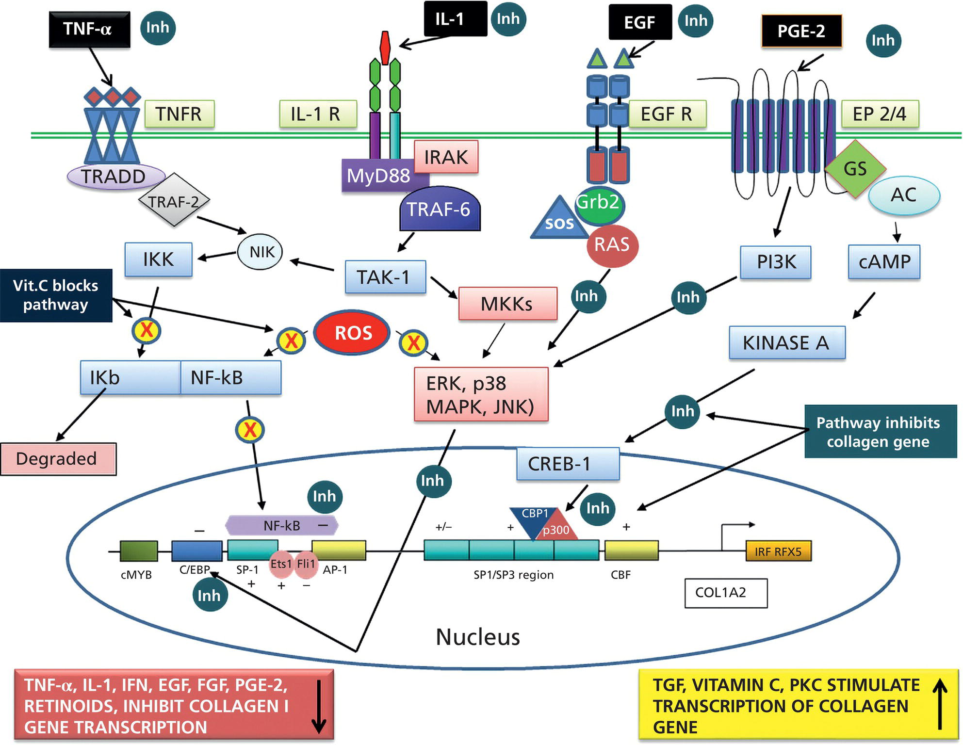Schematic illustration of regulation of the collagen I gene by inflammatory mediators and by vitamin C.