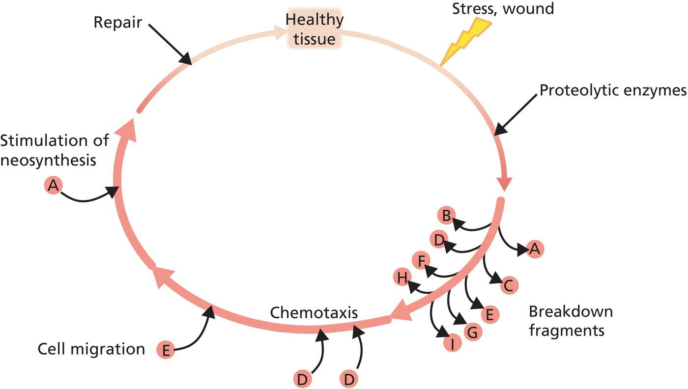 Schematic illustration of the matrikine concept: A tissue protein is broken into fragments by enzymatic hydrolysis, either during normal tissue renewal or as a consequence of induced damages.