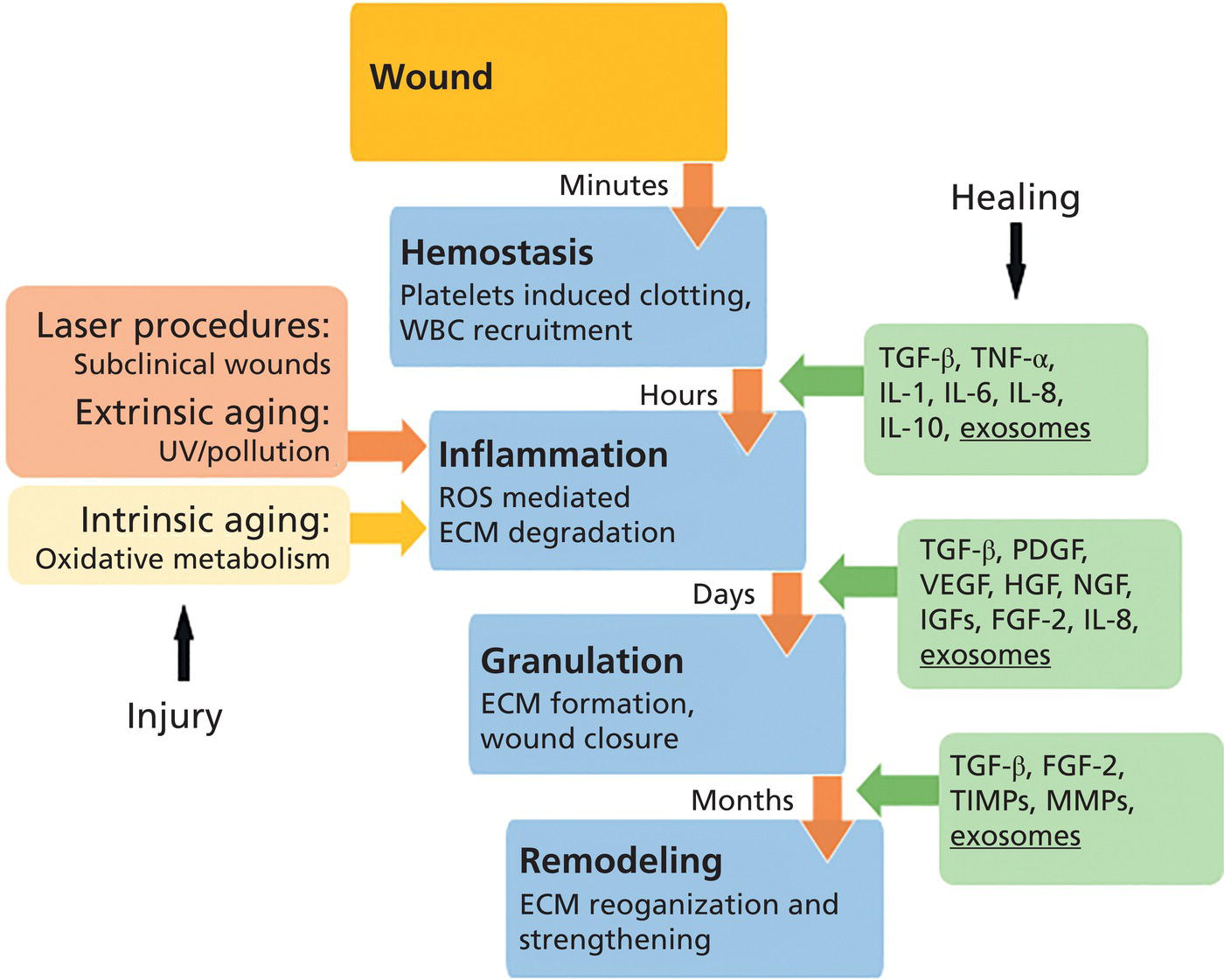 Schematic illustration of healing and remodeling of skin damaged by the effect of intrinsic aging, extrinsic aging, wound or laser procedures.