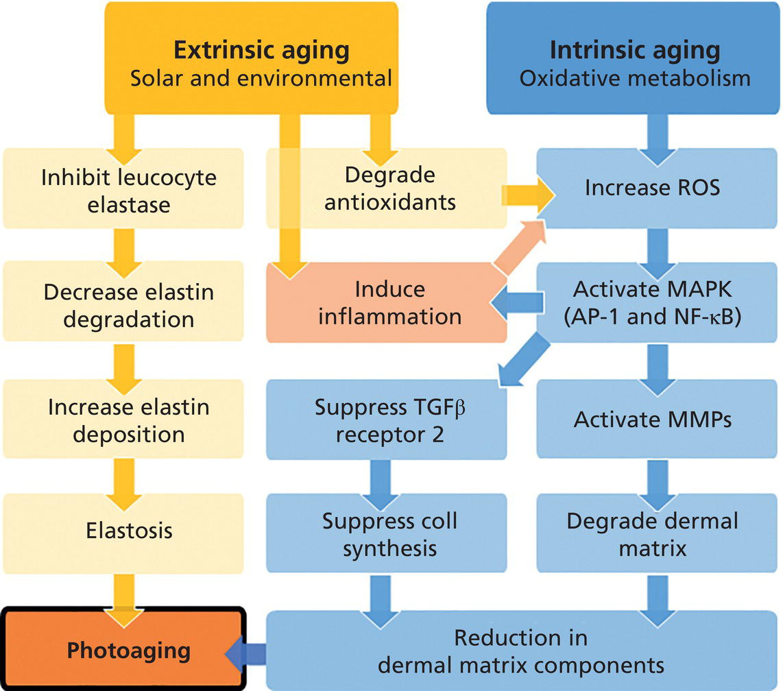 Schematic illustration of biochemical pathways involved in intrinsic and extrinsic aging processes.