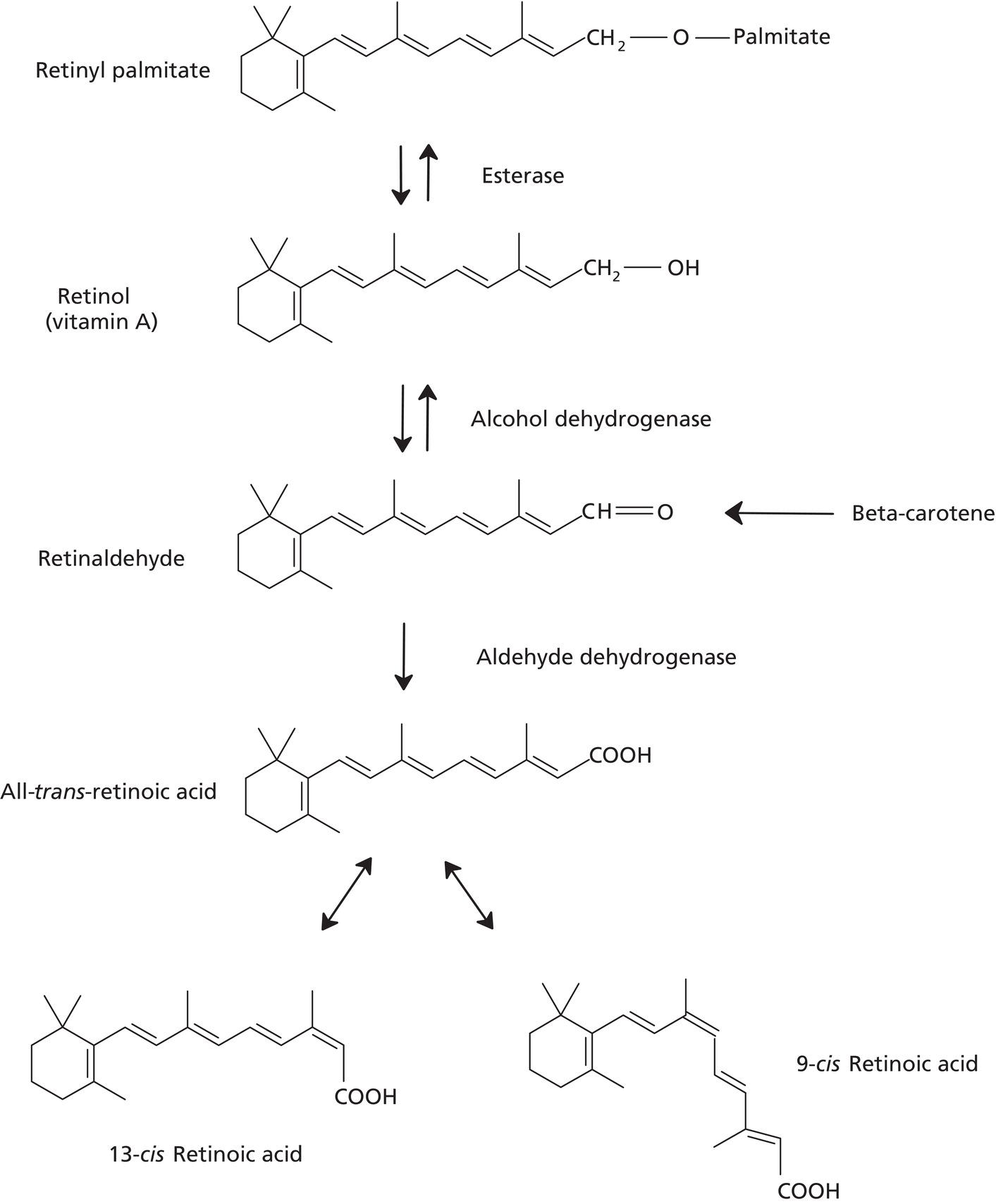 Schematic illustration of conversion of retinyl ester into trans-retinoic acid in the skin.