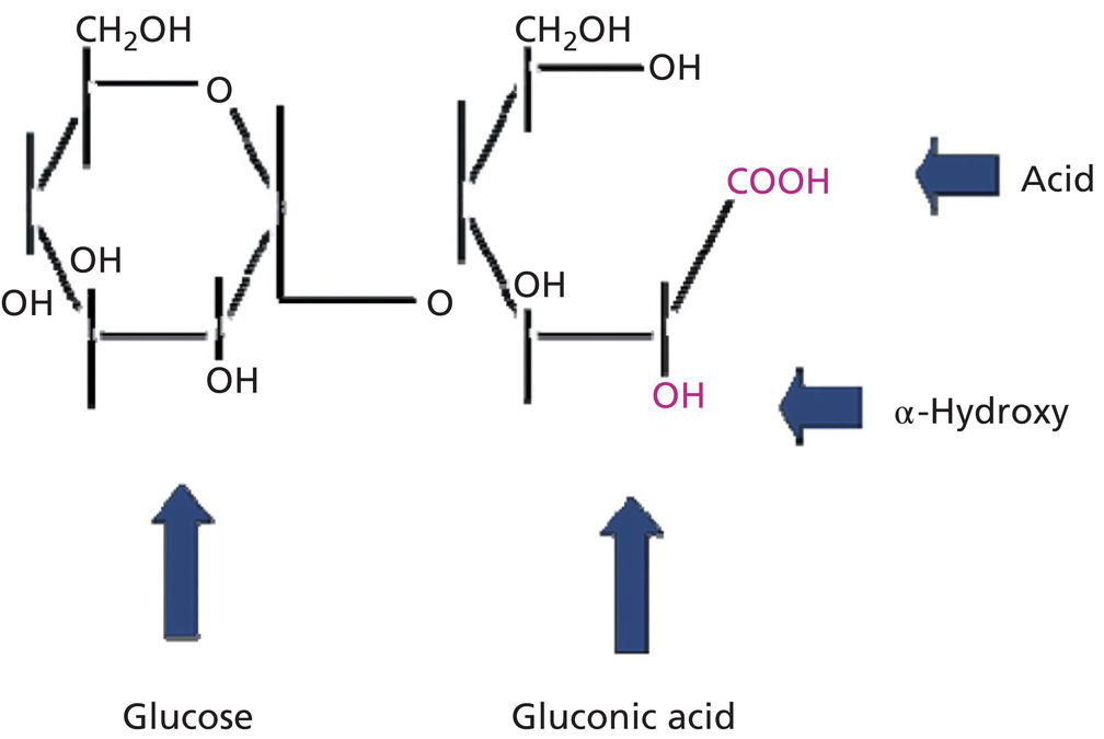 Schematic illustration of maltobionic acid, a bionic acid.