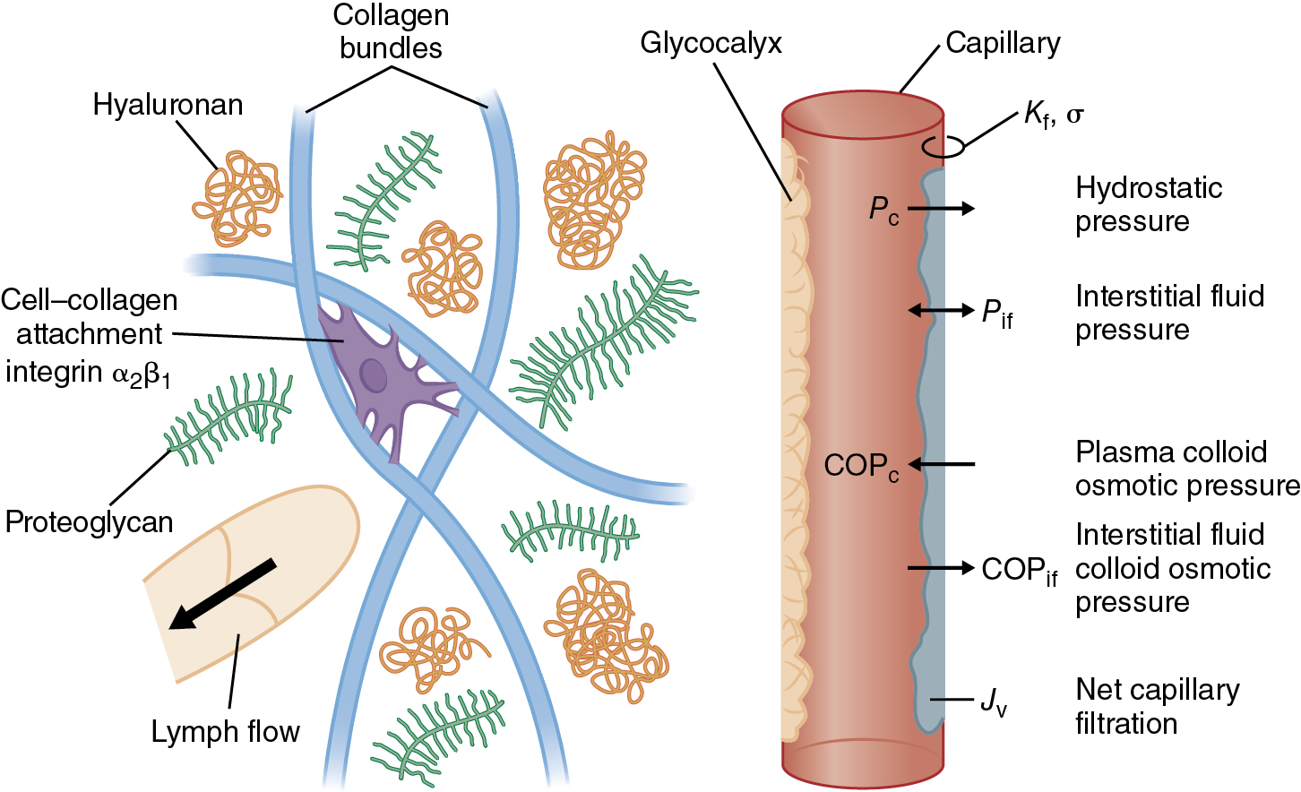 A diagram shows the Starling equation, showing a capillary with labeled microvascular forces, surrounding interstitial components including collagen bundles, glycocalyx, and proteoglycans. The diagram shows the Starling equation and microvascular forces governing fluid exchange between capillaries and interstitial tissue. On the left side, the interstitial space is depicted with labeled components including collagen bundles, hyaluronan molecules, glycocalyx structures, proteoglycans, and a lymph flow pathway, along with cell-collagen attachment integrin structures. On the right side, a cross section of a capillary shows the various pressures and forces involved in fluid movement. Labels indicate P c (capillary hydrostatic pressure), P i (interstitial fluid pressure), C O P p (plasma colloid osmotic pressure), and C O P i (interstitial fluid colloid osmotic pressure) at different points along the capillary. Additional notation includes K f (filtration coefficient) and sigma (reflection coefficient). Arrows show the direction of net capillary filtration, labeled as J v.