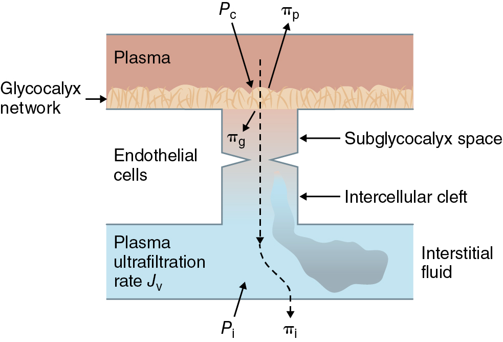 A diagram shows the revised Starling equation with glycocalyx layer, endothelial cells, and labeled pressures governing fluid movement between plasma and interstitial space. The diagram shows the revised Starling equation that incorporates the role of the glycocalyx in microvascular fluid exchange and shows a cross sectional view of a capillary wall with distinct layers. At the top, the plasma compartment is shown with the glycocalyx network forming a mesh like structure on the endothelial surface. Below this are the endothelial cells forming the capillary wall. The subglycocalyx space is clearly marked between the glycocalyx and endothelial cells. An interstitial cleft is shown where fluid moves through the vessel wall, leading to the interstitial fluid compartment at the bottom. Various pressures are labeled as P c, pi p, pi g, P i, and pi i. The plasma ultrafiltration rate is indicated as J v with an arrow showing the direction of fluid movement from plasma through the endothelial barrier into the interstitial space.